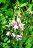 Galega officinalis