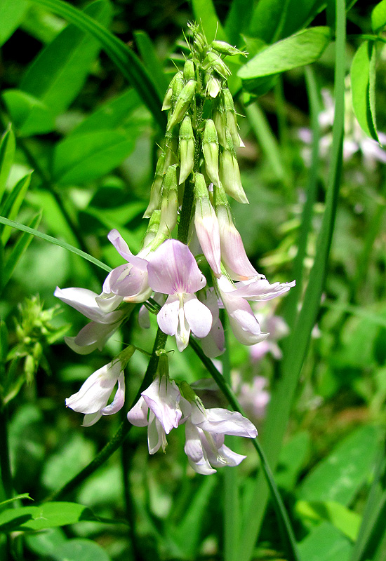 Изображение особи Galega officinalis.