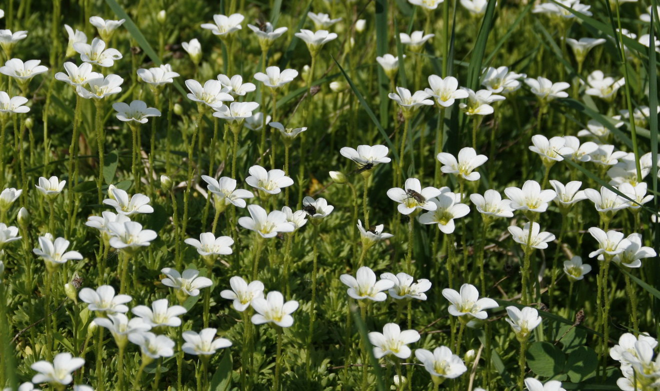 Изображение особи род Saxifraga.