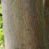 Acer cappadocicum. Средняя часть ствола. Германия, г. Дюссельдорф, Ботанический сад университета. 03.06.2014.