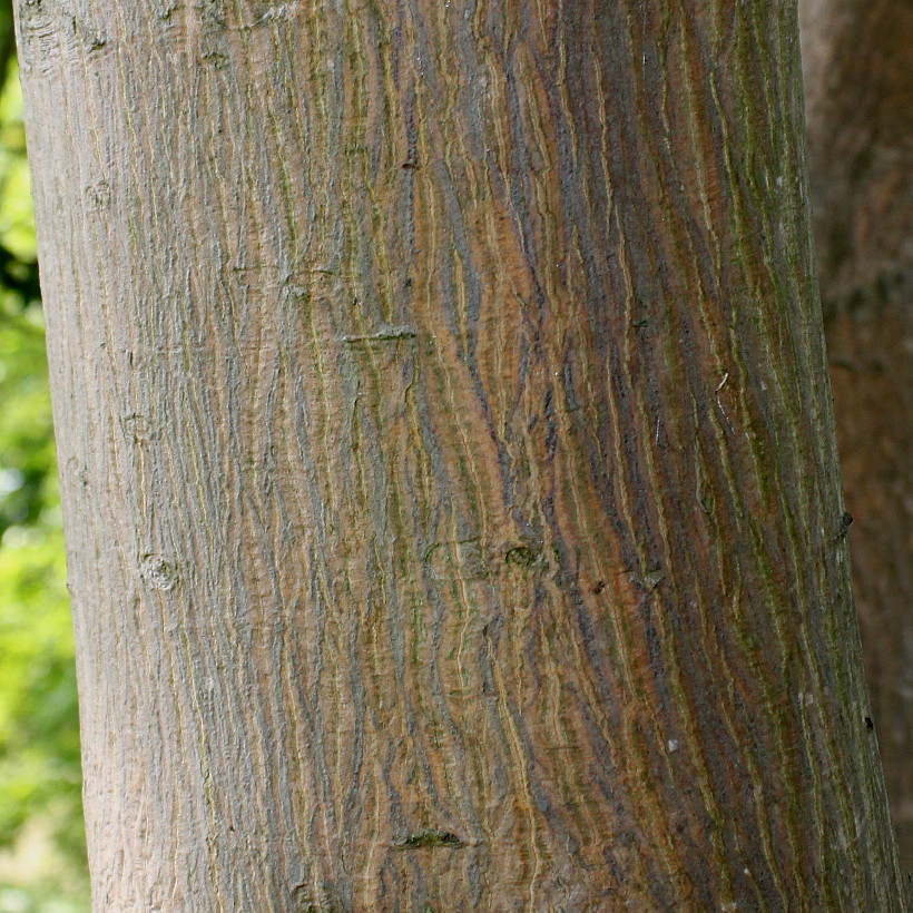 Image of Acer cappadocicum specimen.