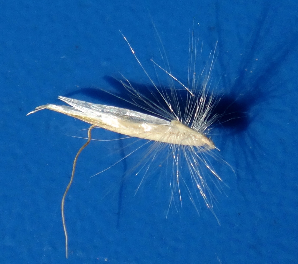 Image of Trisetum rigidum specimen.