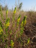 Orthanthella lutea