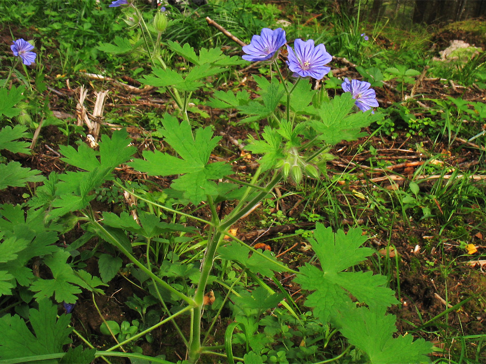 Изображение особи Geranium bohemicum.
