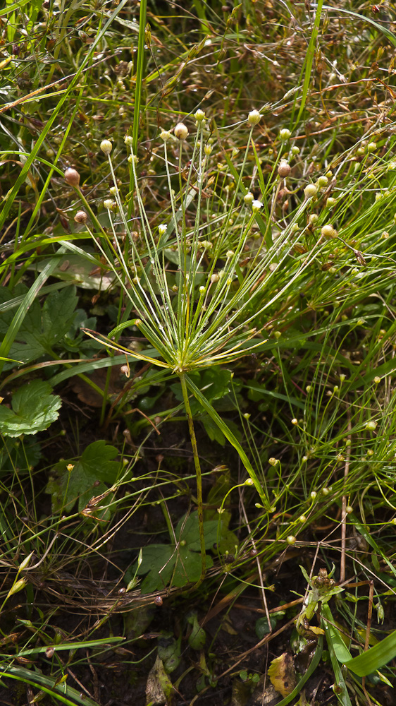 Image of Androsace filiformis specimen.