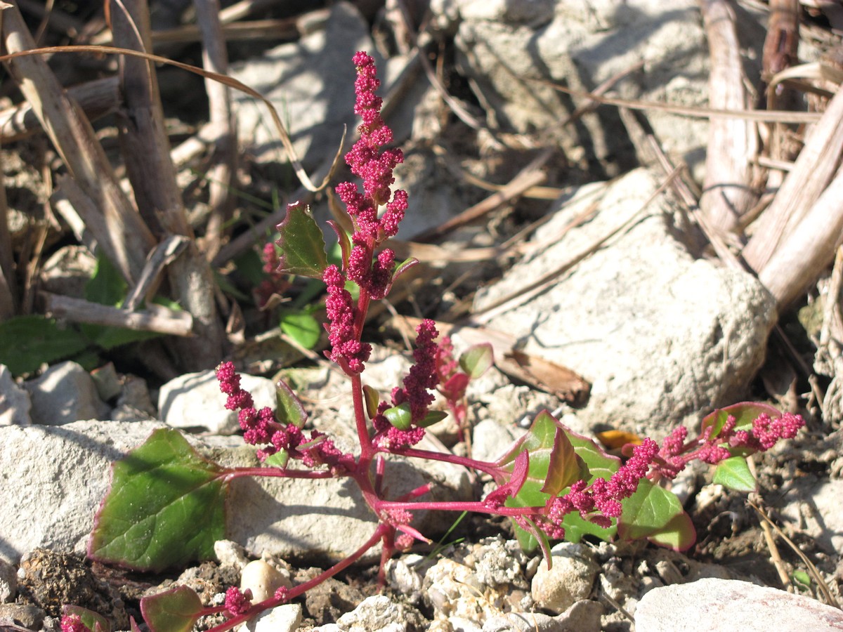 Изображение особи Oxybasis chenopodioides.