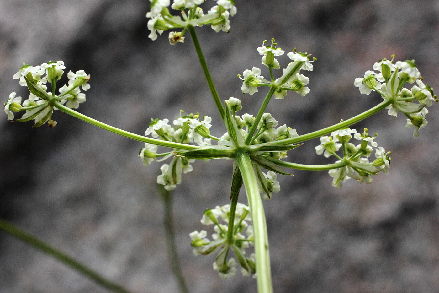 Image of Aulacospermum turkestanicum specimen.