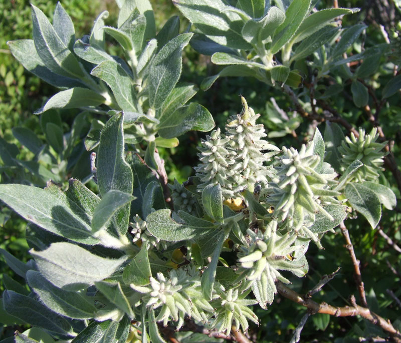 Изображение особи Salix glauca.