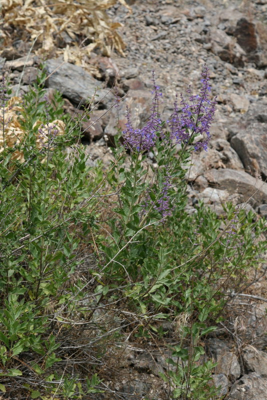 Image of Perovskia scrophulariifolia specimen.