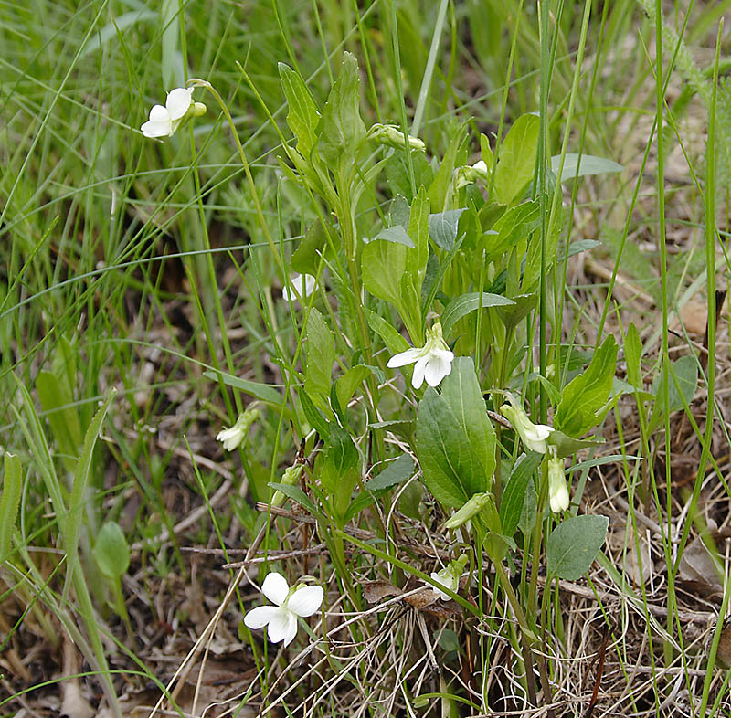 Image of Viola accrescens specimen.