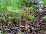 Neottia asiatica