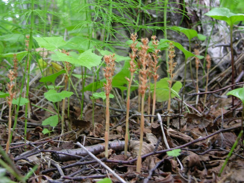 Image of Neottia asiatica specimen.