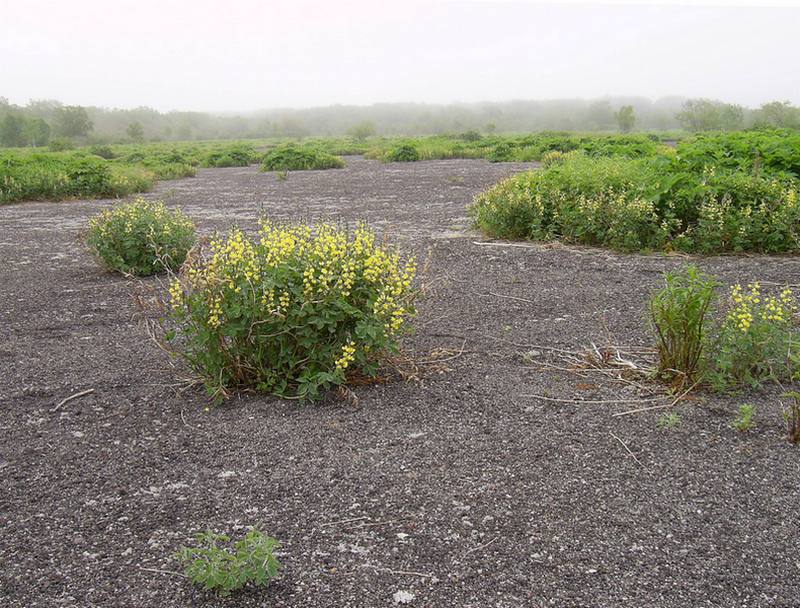 Image of Thermopsis lupinoides specimen.