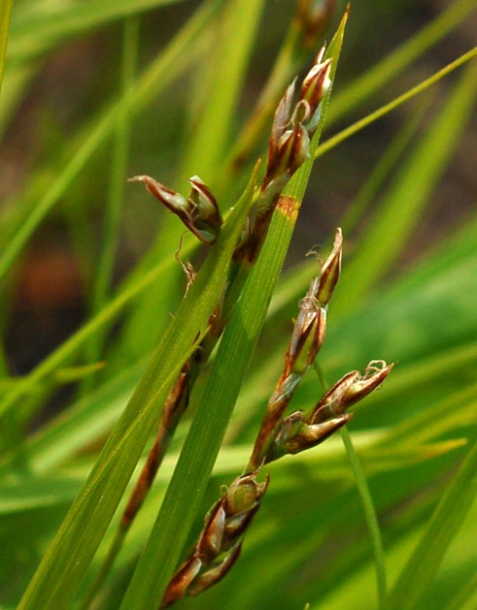 Image of Carex reventa specimen.