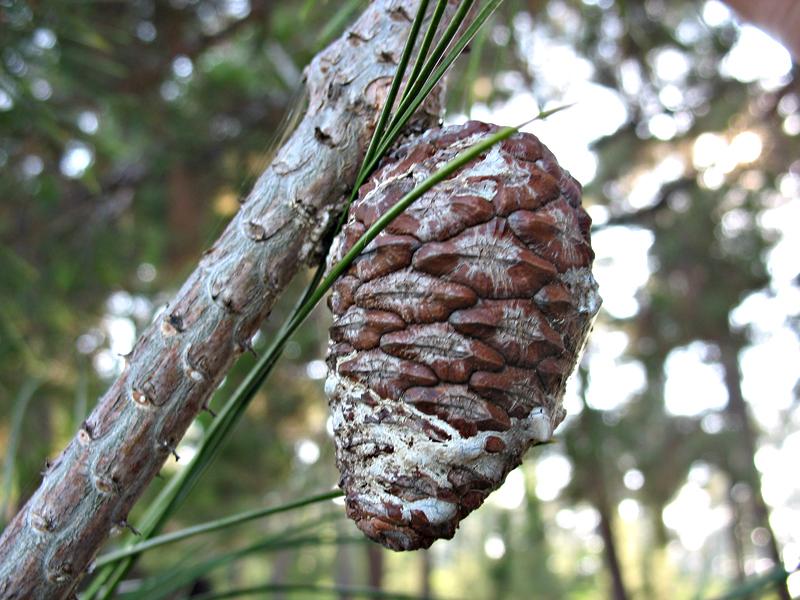 Изображение особи Pinus pityusa.