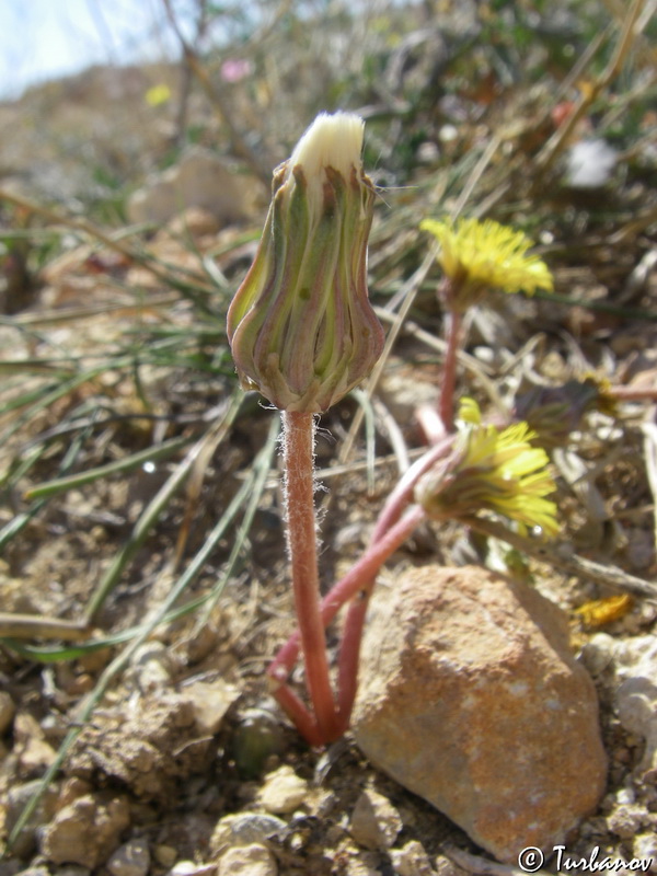 Изображение особи Taraxacum hybernum.