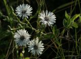 Lactuca tatarica. Соцветие (белоцветковая форма). Краснодарский край, окр. Новороссийска, обочина дороги к урочищу \"Мокрая щель\" у Абрау-Дюрсо. 03.06.2009.