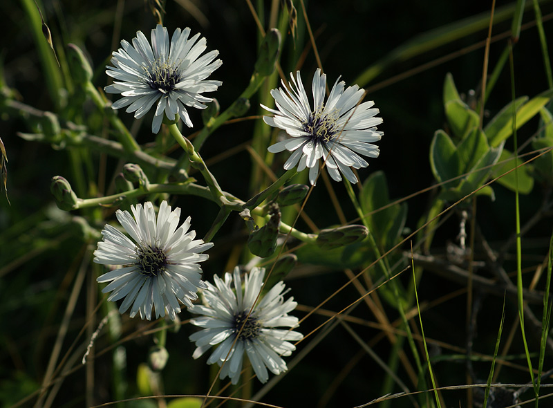 Изображение особи Lactuca tatarica.