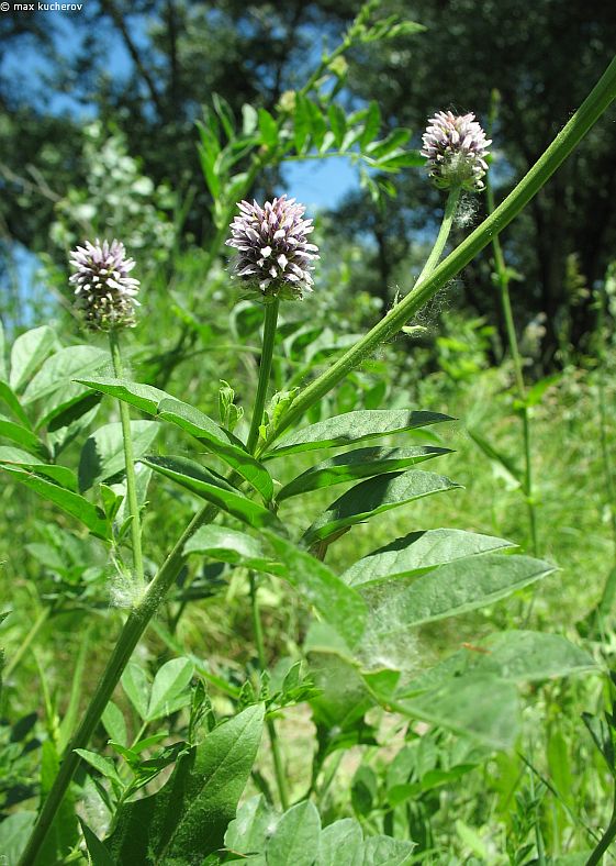 Image of Glycyrrhiza echinata specimen.