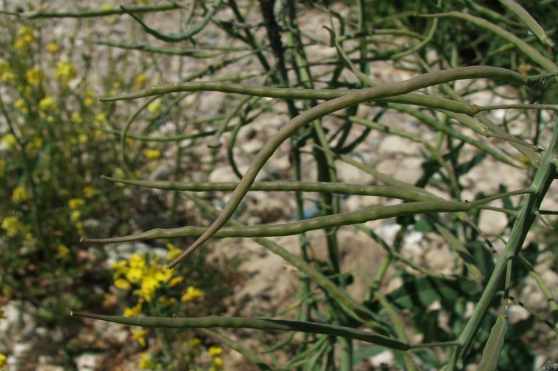 Изображение особи Brassica napus.