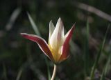 Tulipa berkariensis