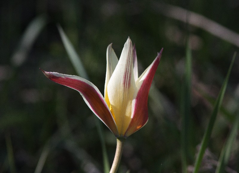 Image of Tulipa berkariensis specimen.