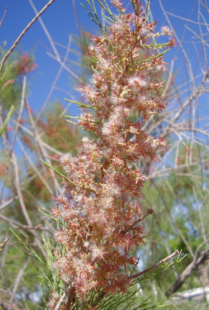 Image of genus Tamarix specimen.