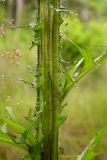 Cirsium palustre. Часть стебля. Новгородская обл., Боровичский р-н, лес западнее г. Боровичи, заболоченная просека под ЛЭП. 11.07.2015.