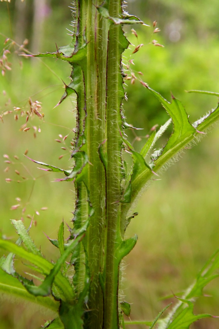 Изображение особи Cirsium palustre.