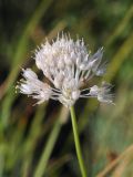 Allium caricifolium