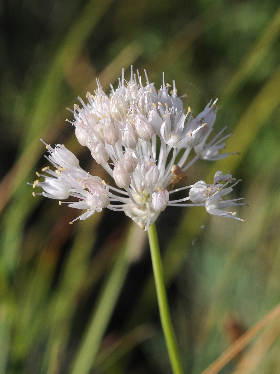 Изображение особи Allium caricifolium.