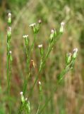 Symphyotrichum graminifolium. Верхушка цветущего растения. Краснодарский край, Сочи, окр. Хосты, рудеральное место. 06.10.2014.