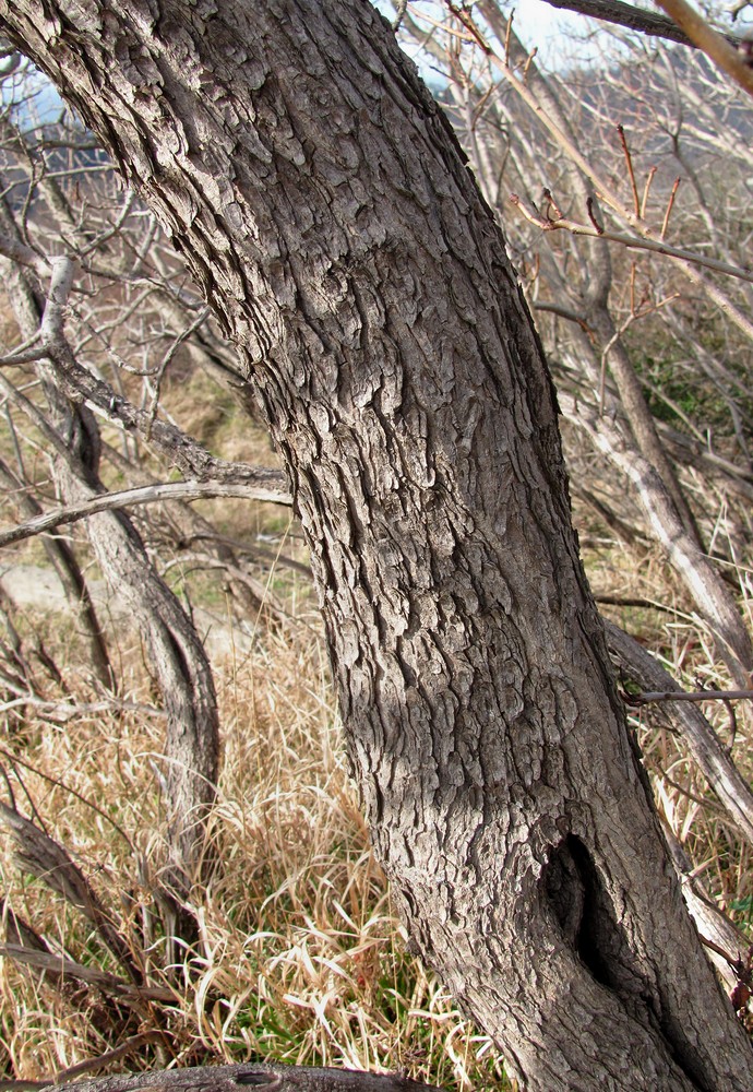 Изображение особи Cotinus coggygria.