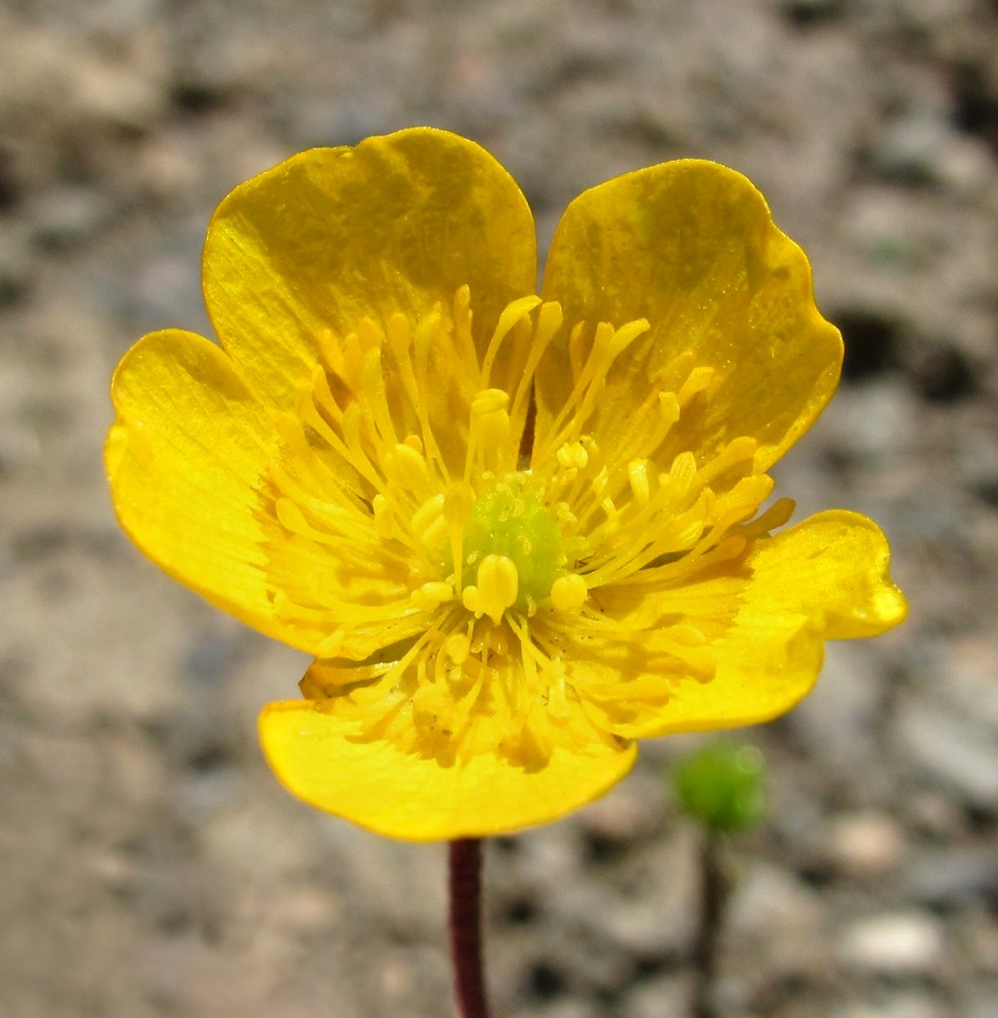 Image of Ranunculus oreophilus specimen.