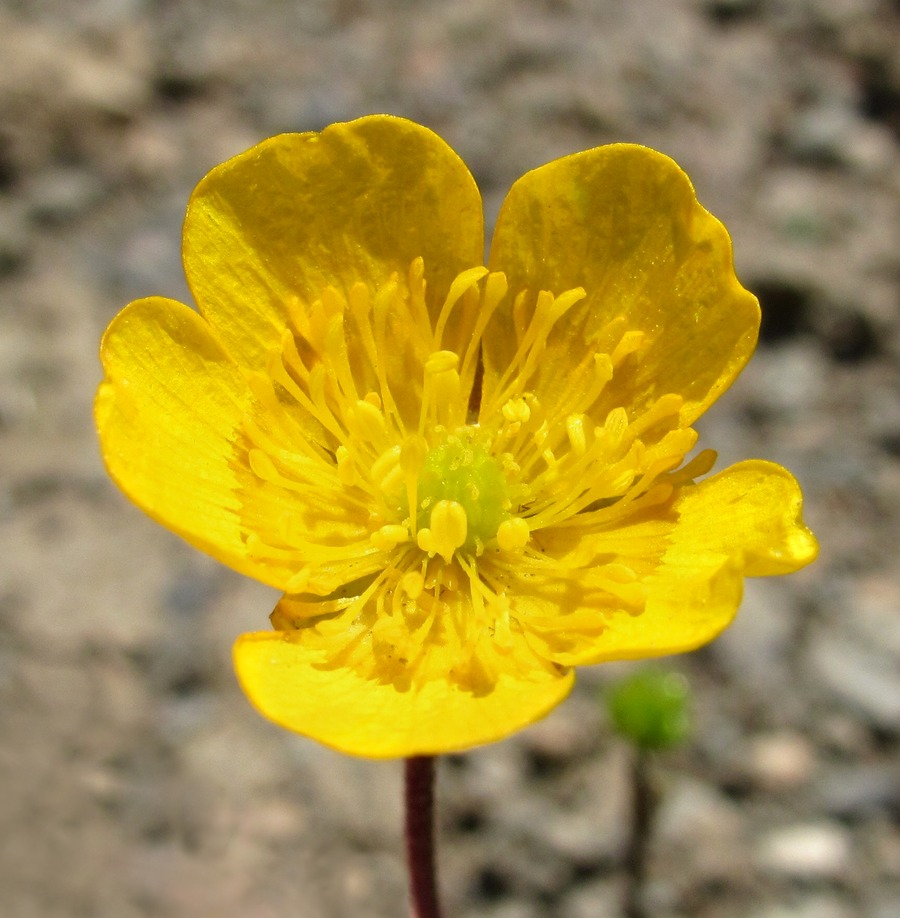 Изображение особи Ranunculus oreophilus.