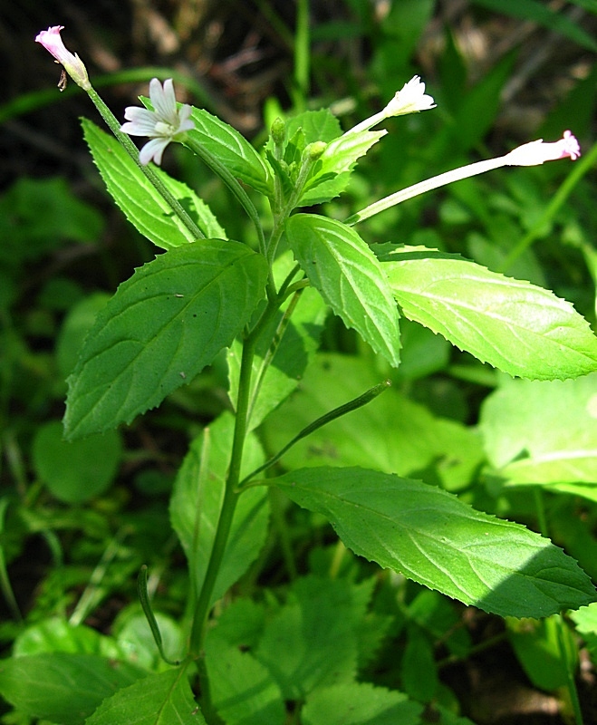 Изображение особи Epilobium roseum.