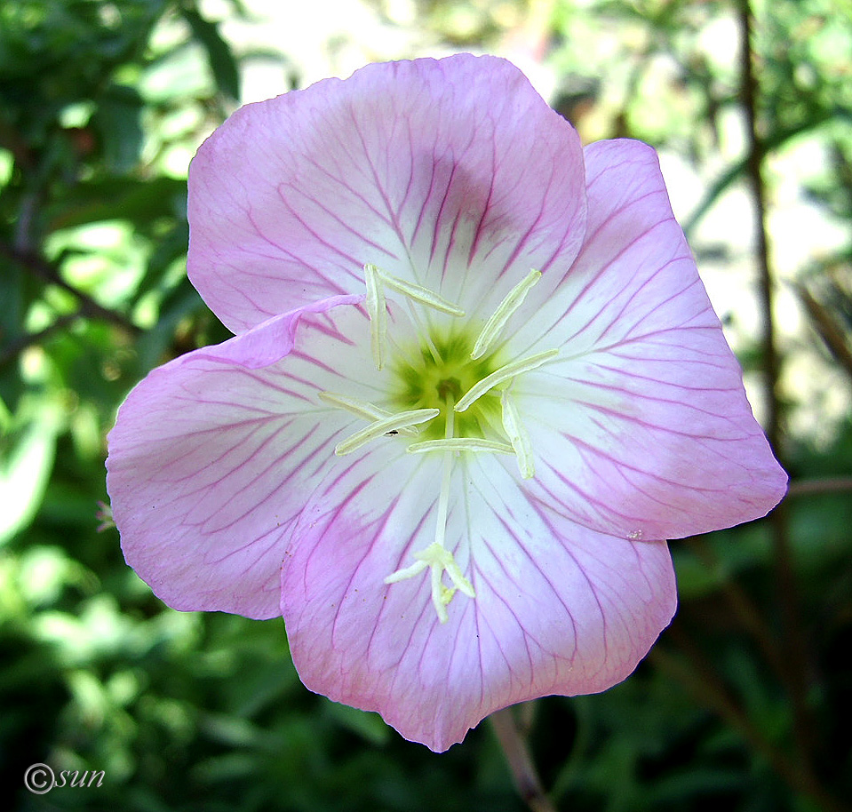 Изображение особи Oenothera speciosa.