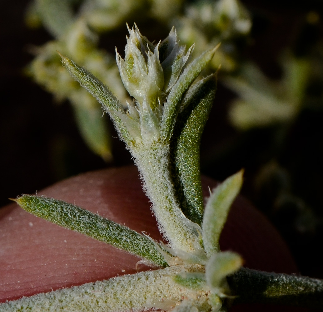 Image of Polycarpaea repens specimen.