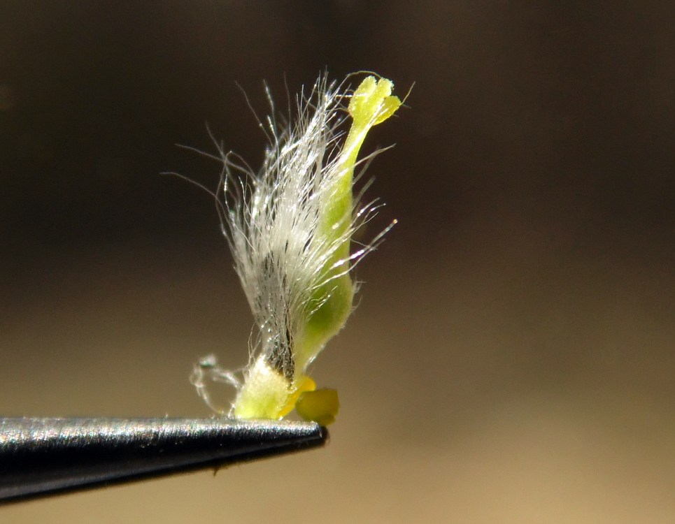 Image of Salix phylicifolia specimen.