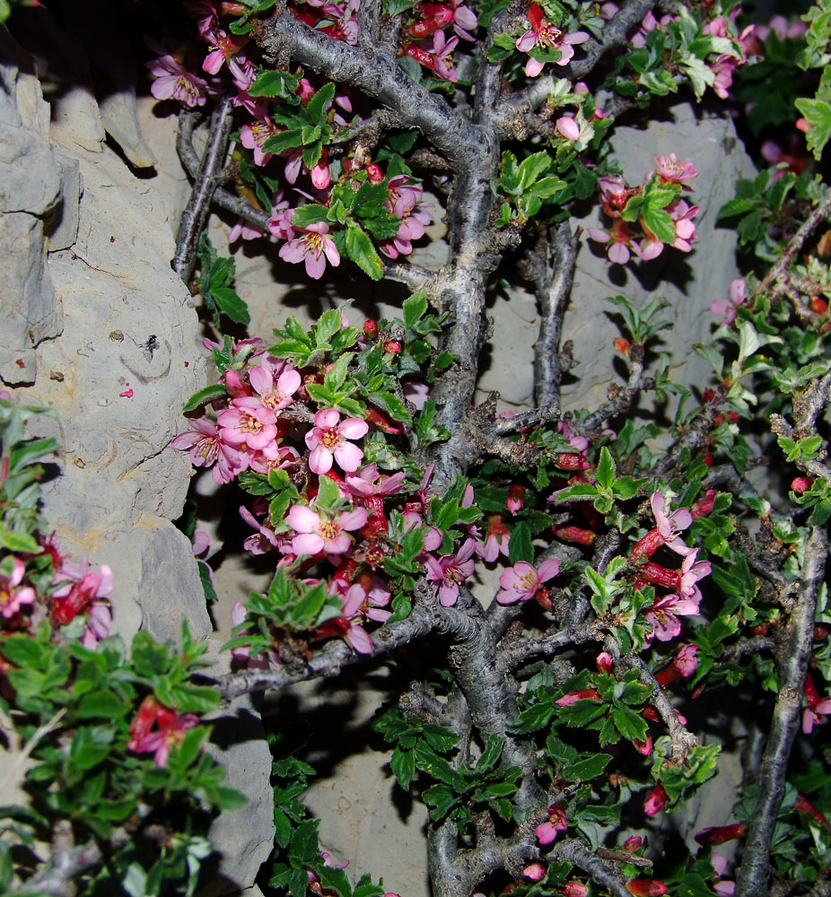 Изображение особи Cerasus prostrata.