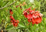 Erythrina crista-galli. Верхушка веточки цветущего растения. Испания, Андалусия, провинция Малага, г. Бенальмадена, парк La Paloma. Август 2015 г.