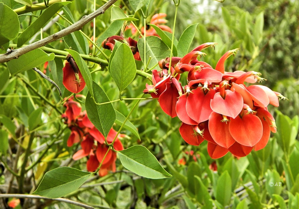 Изображение особи Erythrina crista-galli.