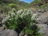 Echium decaisnei. Цветущее растение. Испания, Канарские о-ва, Гран Канария, муниципалитет Agüimes, ущелье Barranco de Guayadeque. 26 февраля 2010 г.