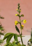 Thermopsis lupinoides