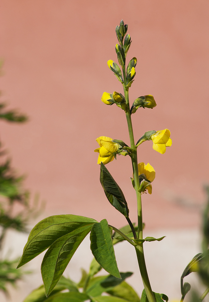 Image of Thermopsis lupinoides specimen.