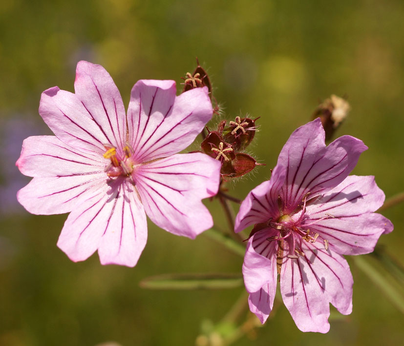 Изображение особи Geranium transversale.