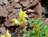 Scutellaria orientalis