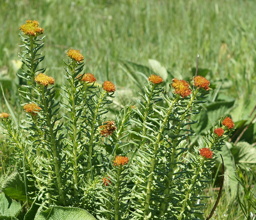 Image of Rhodiola linearifolia specimen.