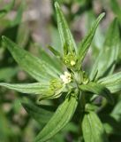 Lithospermum officinale. Верхушка зацветающего растения. Кыргызстан, Нарынская обл., левый берег р. Нарын, долина руч. Бурган-Суу. 11.06.2015.