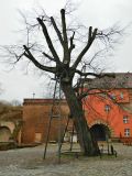 Tilia cordata